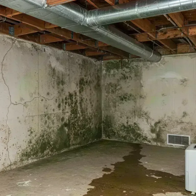 Professional Mold Removal in McDowell County, WV